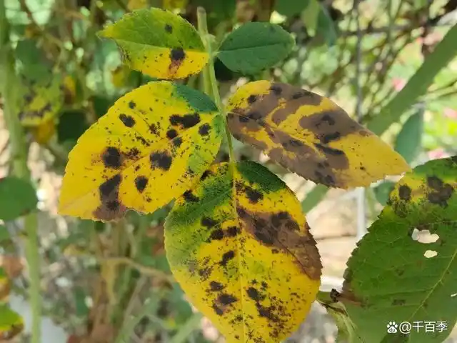 月季常见病虫害图鉴|一图在手,养月季不愁!