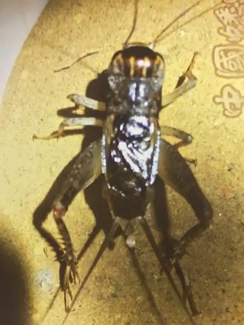 中华蟋蟀壹百零捌将