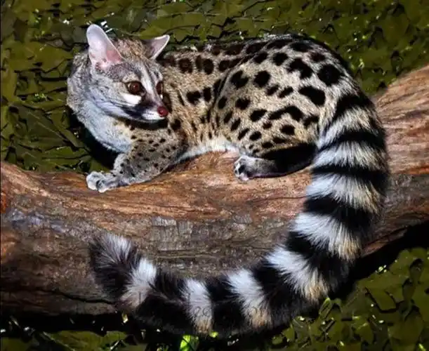 九岭山首次发现珍稀濒危物种斑林狸,还会帮助捕抓老鼠|猫科|野生动物