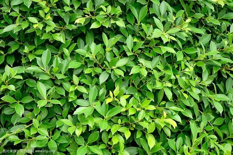 绿色背景的小叶子