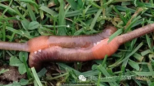 动物的蛋蛋都长什么样?