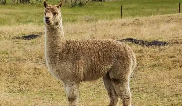 羊驼是杂交动物