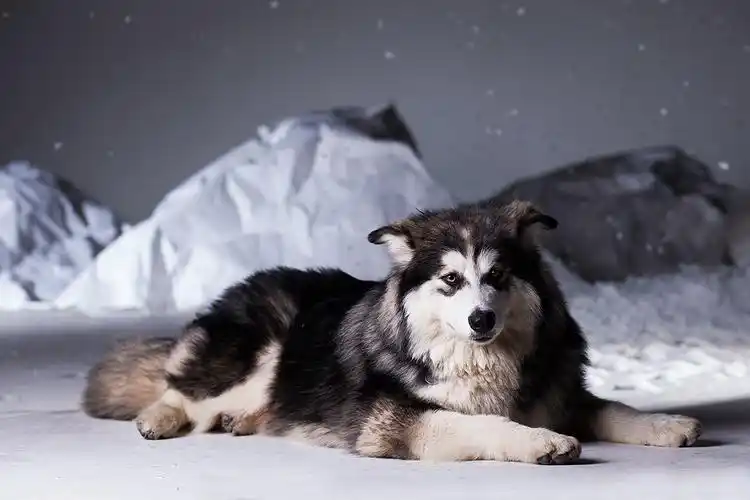 帅气个性的阿拉斯加