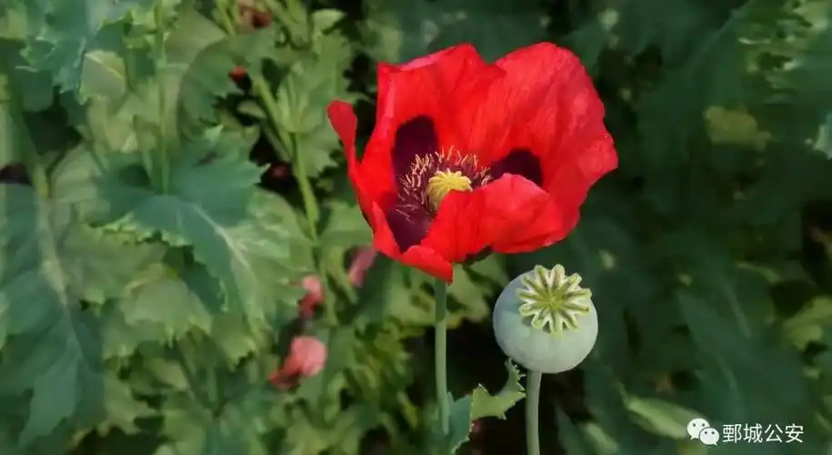 罂粟,鄄城,鄄城县,民警,公安,毒品,派出所