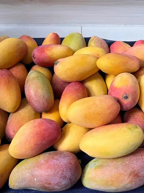 买水果攀枝花小贵妃芒果