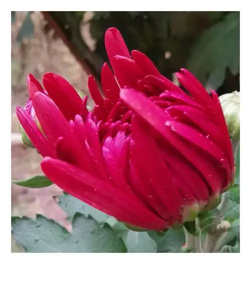 [首发](一)九月盛开的菊花争芳斗艳,不是花中偏爱菊,此花开尽更无花.