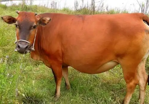 黄牛和水牛的区别和肉牛的区别