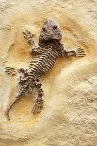 在黄色石背景的古老蜥蜴化石图片素材