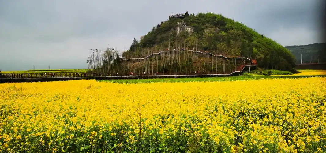 曲靖市罗平油菜花