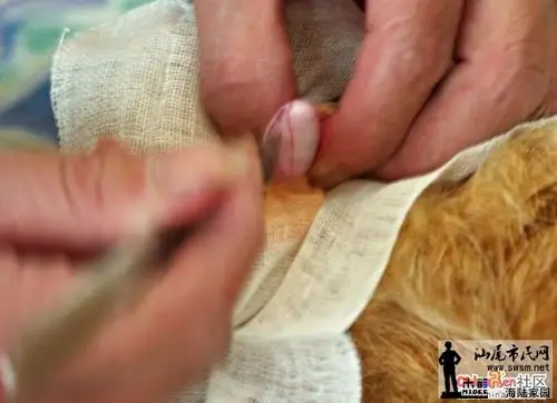 实拍美女阉割过程