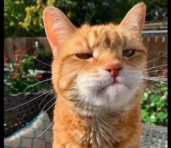 猫咪的脸被蜜蜂叮肿了,它还一副很倔强的表情:我不服气!