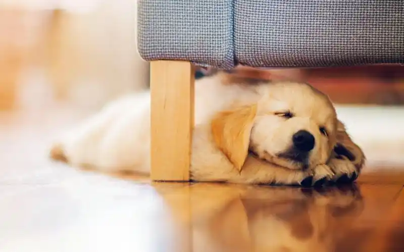 熟睡的狗狗可爱壁纸