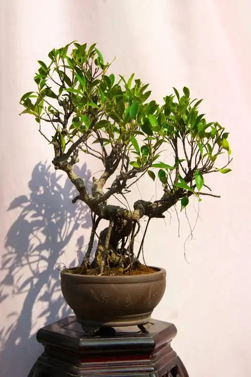 干大正《榕树盆景》