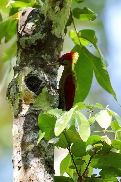 英文名:crimson-winged woodpecker)是啄木鸟科绿啄木鸟属的鸟类