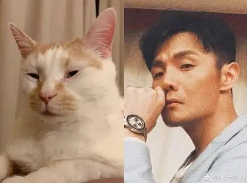 只要给李荣浩猫咪点上痣,就成了星野源