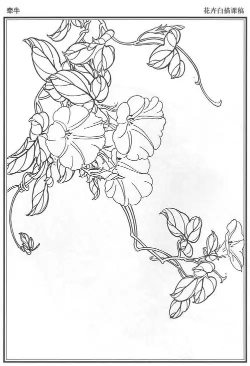 白描| 一组58幅工笔花卉白描底稿