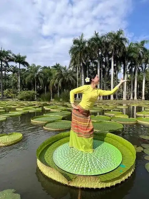 版纳植物园王莲邀你体验一叶当舟