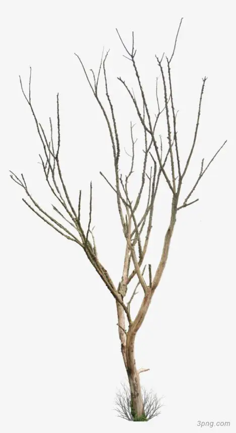 树干树枝枯树png素材透明免抠图片动植人物