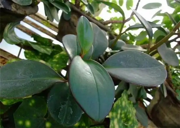 红边椒草图片欣赏