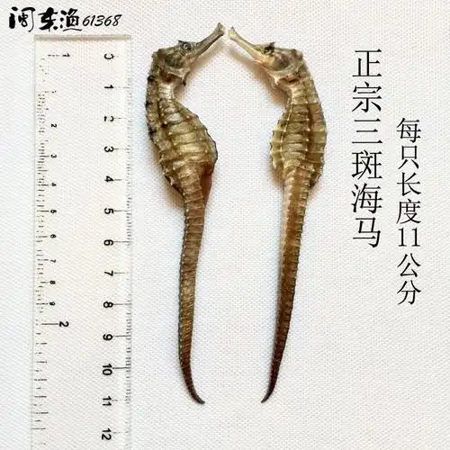 海马干货 中药材海马蔺 海马干泡酒料三斑海马分公母一两28只14对