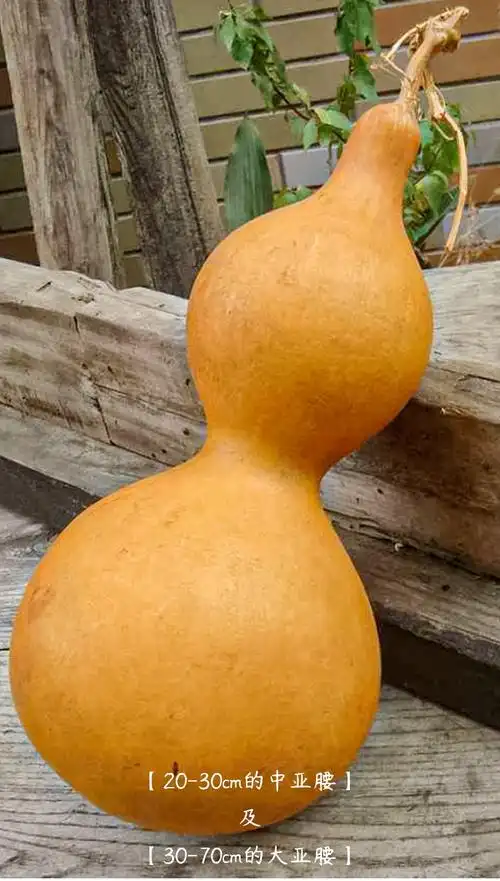 寿禾葫芦籽种子葫芦瓜特大文玩手捻菜葫芦水瓢食用特大迷你巨型特小