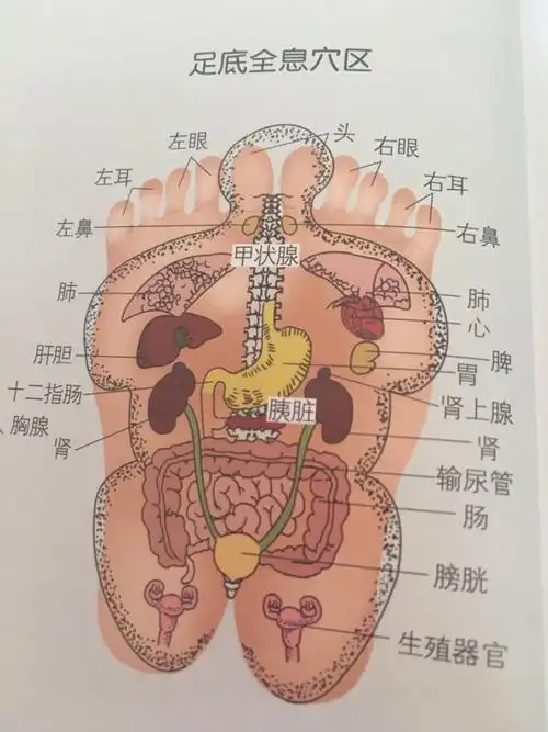 第一讲:全息经络刮痧美容