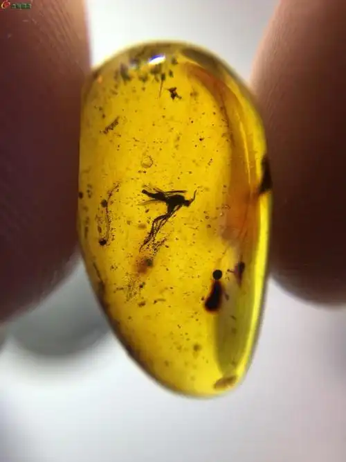 大飞虫虫珀两枚