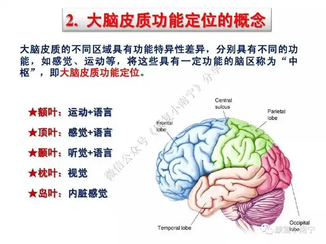 大脑皮质功能分区,超赞的神经康复必备图!