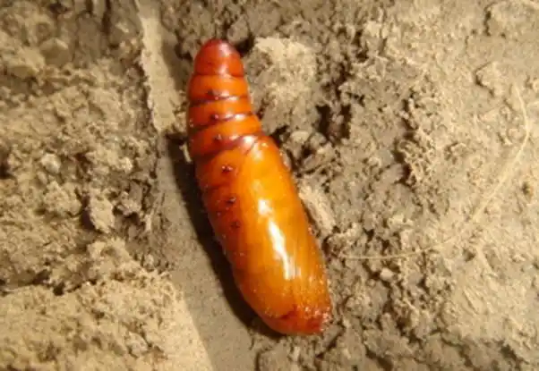 棉铃虫生态防治技术