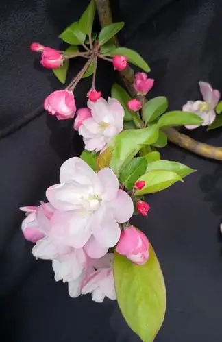 春天来了大地复苏,各种鲜花争奇斗艳,漂亮的海棠花显得格外美丽