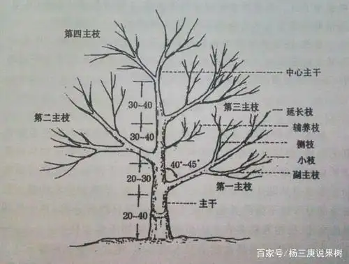 果树修剪重角度,丰产优质就几步