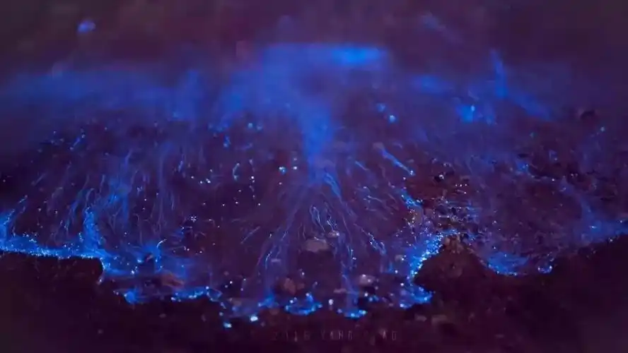 堪比马尔代夫!浙江有座小岛,藏着全球罕见的"荧光海"!