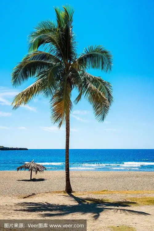 海滩上的椰子树