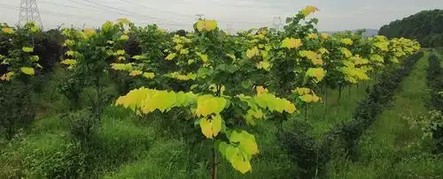 加拿大紫荆金心