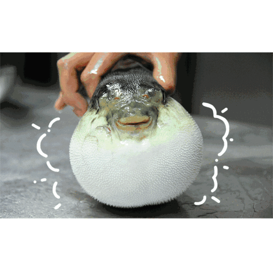 圆滚滚的眼睛,胀鼓鼓的肚子 看起来还挺可爱 被做成各种表情包 猜到