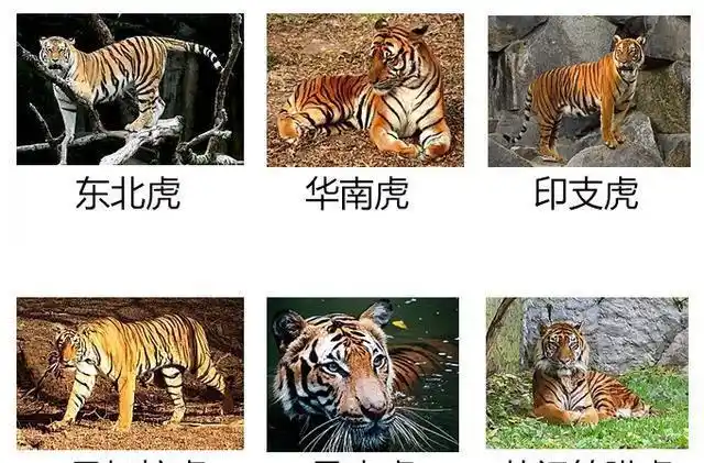 老虎亚种的分布都不尽相同,生存环境也有一定的差异,这造成了它们体型