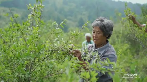 桑栈村村民正在采摘连翘. 长城网记者 霍文龙 摄