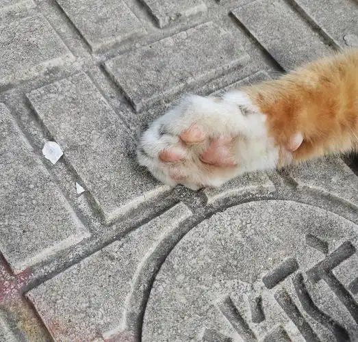 折耳猫的畸形脚