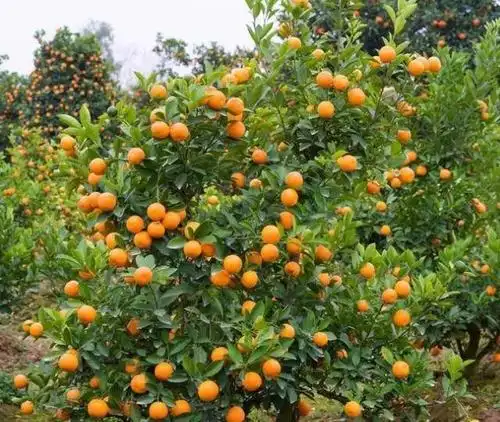 观赏价值:即桔树,"桔"与"吉"谐音,象征吉祥.