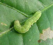 黑点银纹夜蛾 幼虫图