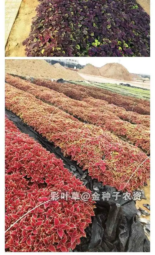 彩叶草种子 观叶花草观赏四季可播易种室内阳台盆栽花卉植物 彩叶草