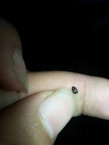 这是什么虫子?专门吃干燥的黄豆(大豆),干燥的红豆,干燥的大米的