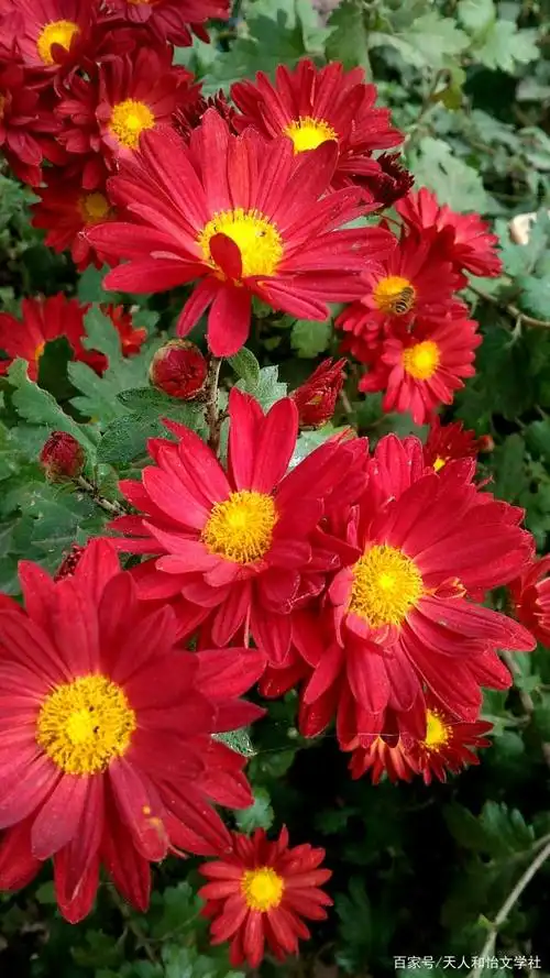 秋末的红菊花,您喜欢吗?