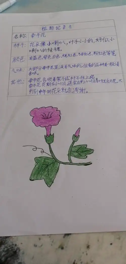 植物记录卡 - 美篇