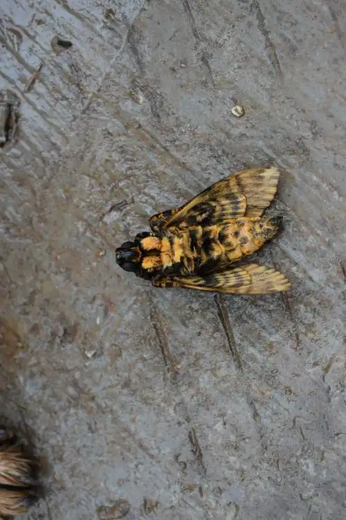 鬼面天蛾,了解一下