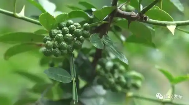 宣汉毛坝镇:500余亩青花椒喜获丰收