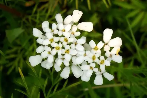 碎米荠十字花科碎米荠属