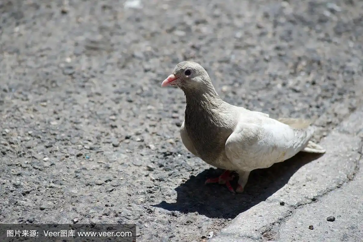 鸽子,街道,城市生活,野生动物,灰色