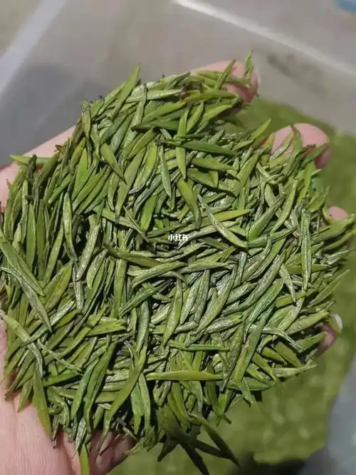 型美味美怎么泡好初春代表竹叶青茶