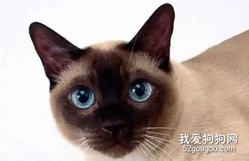 伯曼猫和暹罗猫的区别是什么?